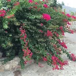 Jardi De Papallones Pollenca