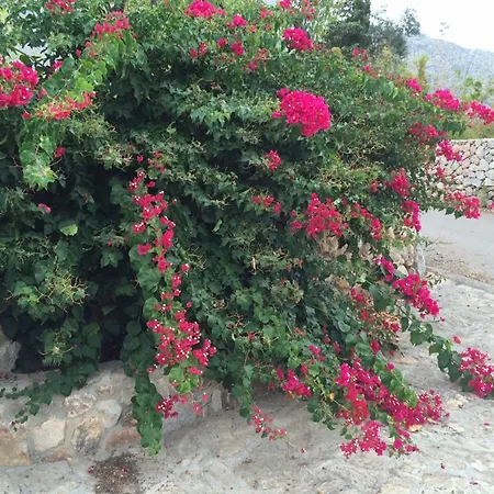 Jardi De Papallones Польенса