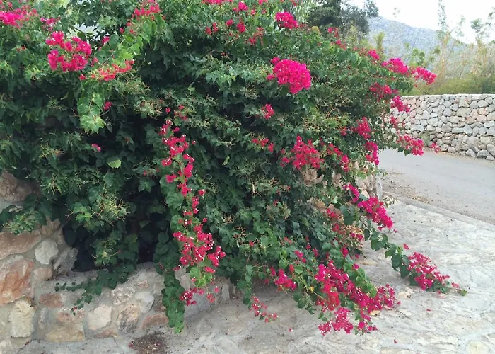 Jardi De Papallones פוינסה